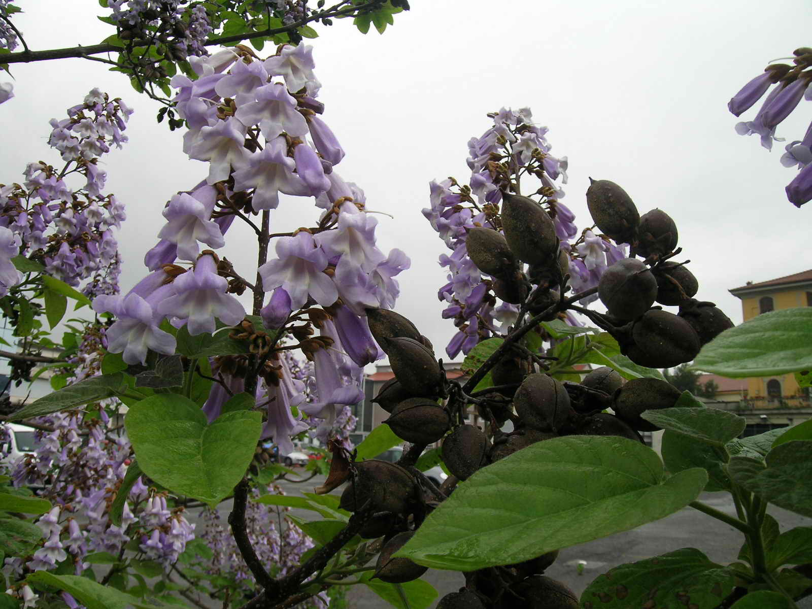 Paulownia tomentosa / Paulownia